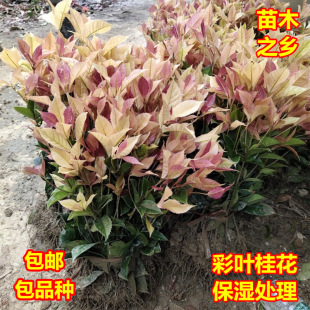 珍珠彩叶桂桂花树苗五彩桂金桂丹桂彩叶四季桂小苗桂树庭院苗地栽