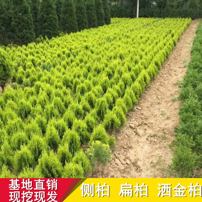 洒金柏树苗 洒金柏苗 扁柏苗侧柏苗松柏苗木盆栽篱笆花卉庭院绿化