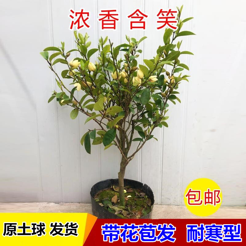 含笑树苗 含笑花苗盆栽苗发货含笑花苗香蕉花黄花开花香白色开放