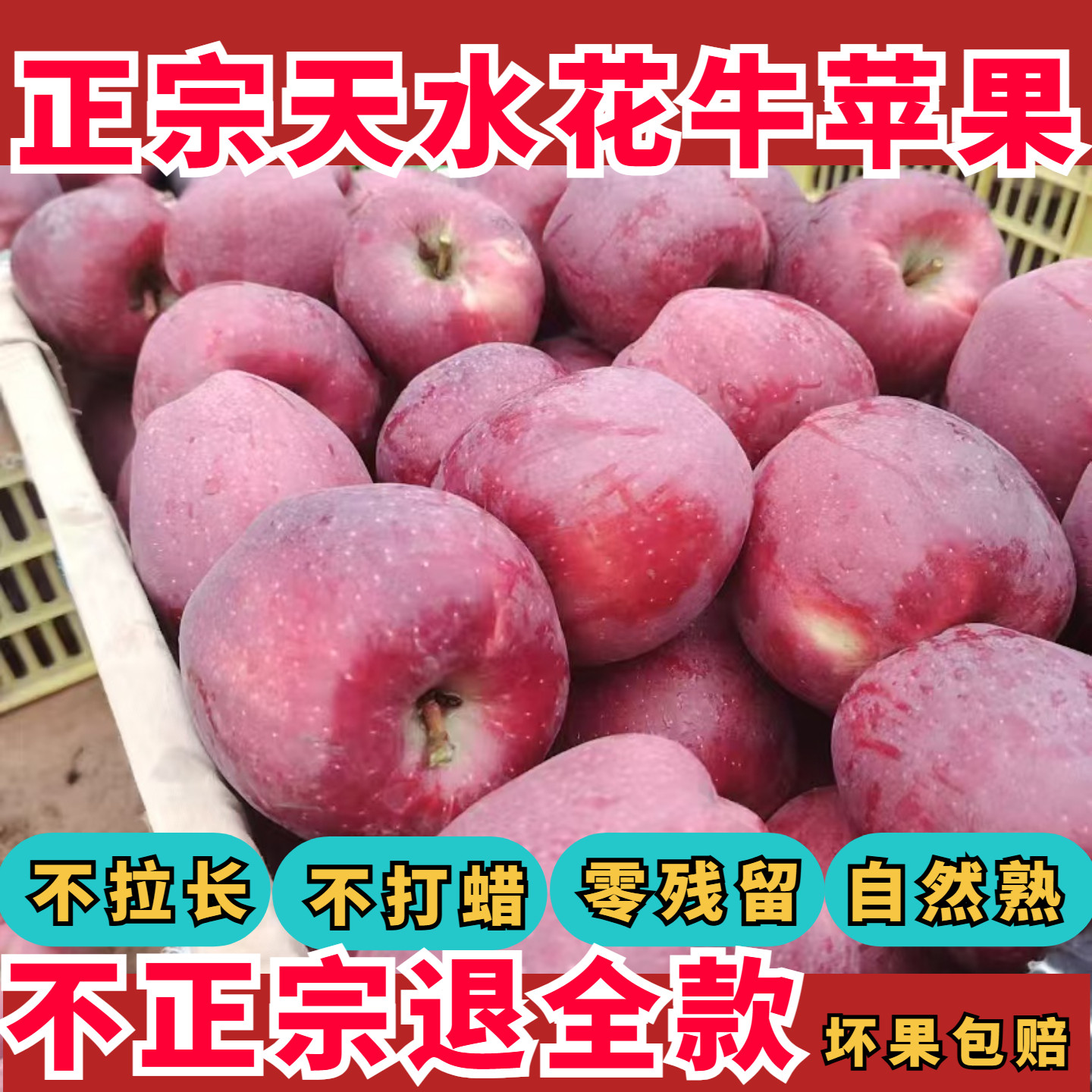 甘肃天水花牛苹果新果脆粉两吃