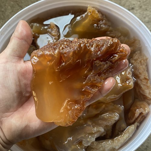 新货 海蜇头 四斤/桶凉拌脆口