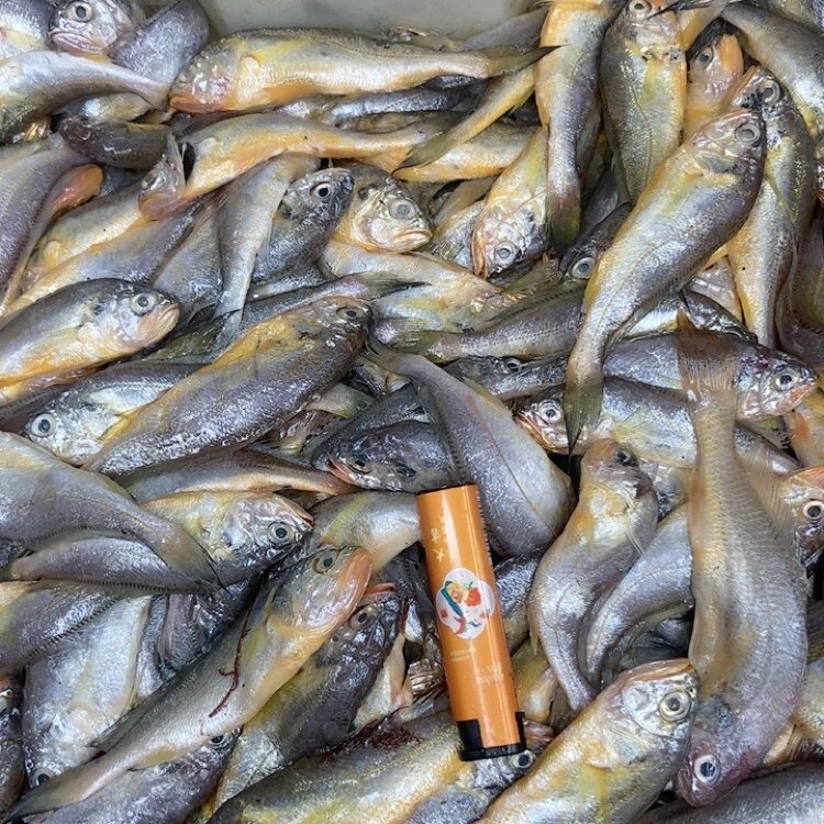 新鲜小黄鱼,水产肉类/新鲜蔬果/熟食,鳗鱼,淘宝优惠券,粉丝福利购,淘宝优惠卷