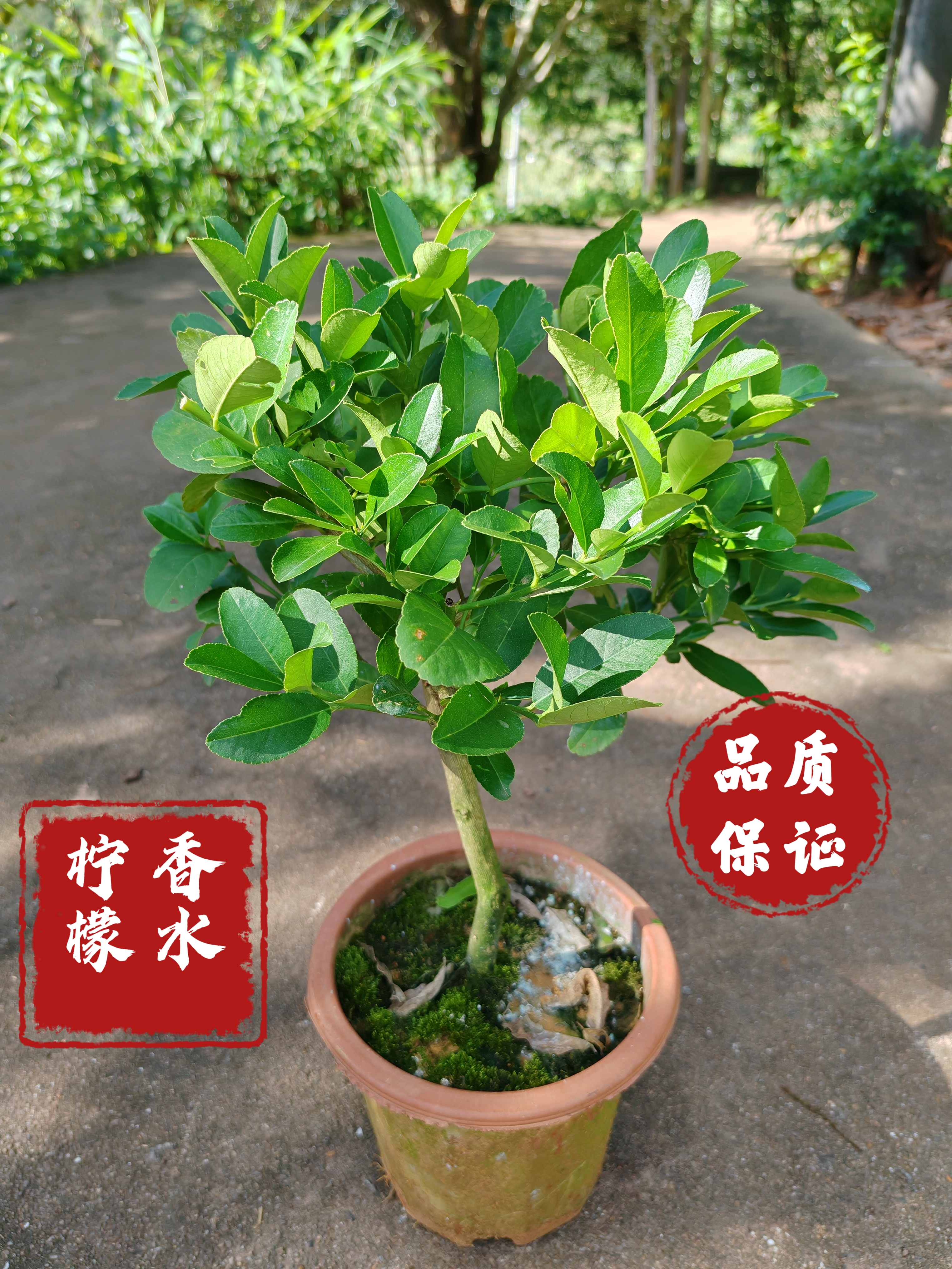 广东四季香水柠檬树苗盆栽地栽四季结果无核青柠檬苗