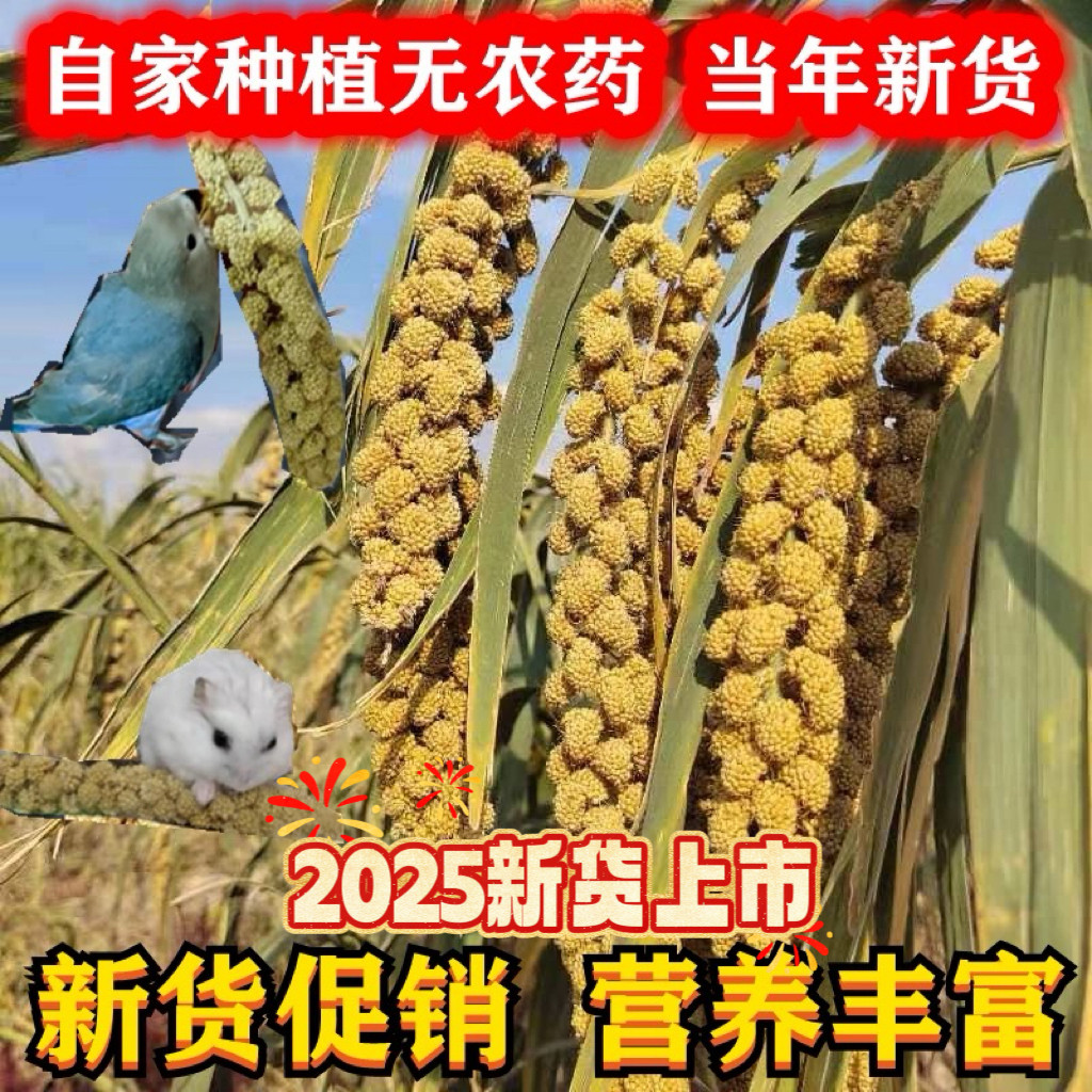 新谷穗谷子穗小米穗黄谷穗天然麦穗鹦鹉仓鼠鼠逗棒包邮鹦鹉食物