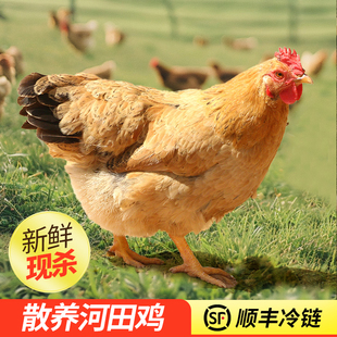 金润源河田鸡老母鸡阉鸡正宗农家散养土鸡走地鸡新鲜现杀净膛整鸡