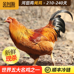 金润源长汀河田鸡阉鸡飞鸡正宗农家散养土鸡走地鸡新鲜现杀大公鸡