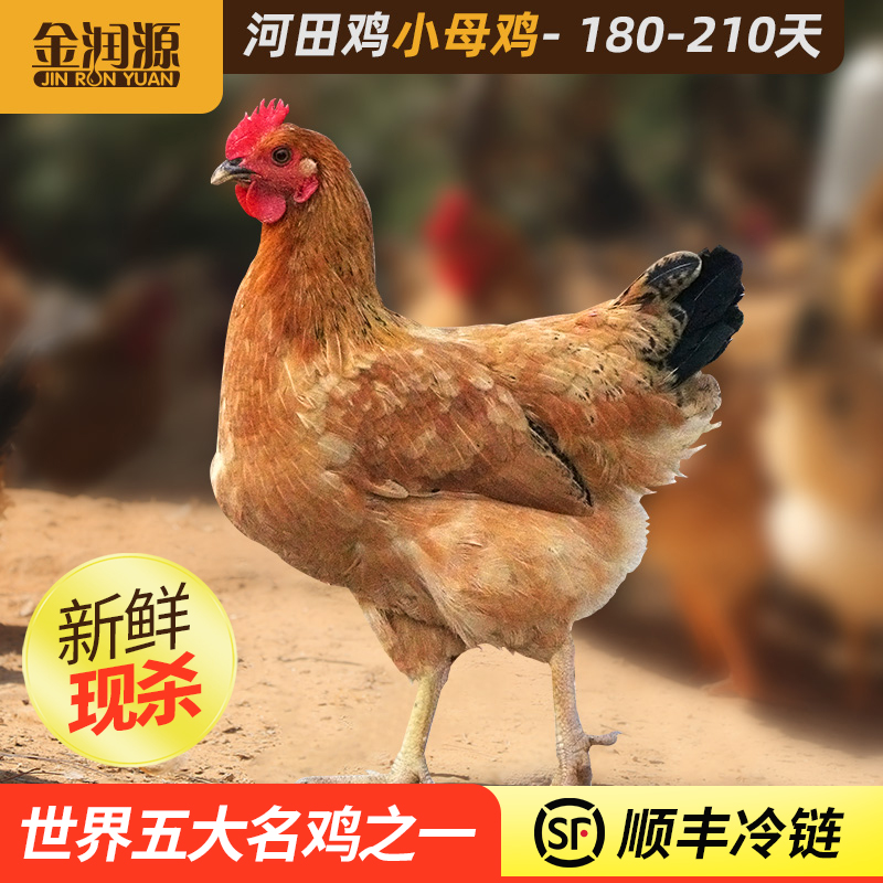 金润源小母鸡长汀河田鸡新鲜现杀 散养土鸡月子鸡汤鸡肉整只鸡