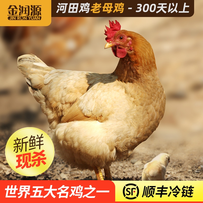 金润源河田鸡老母鸡正宗农家散养土鸡走地鸡新鲜现杀净膛整鸡