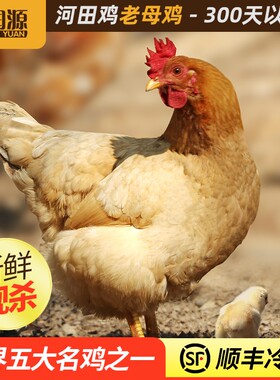 金润源河田鸡老母鸡正宗农家散养土鸡走地鸡新鲜现杀净膛整鸡