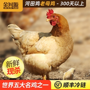 金润源河田鸡老母鸡正宗农家散养土鸡走地鸡新鲜现杀净膛整鸡