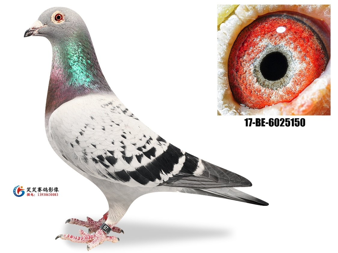 比利时进口乔斯佛卡门黄金种鸽雌