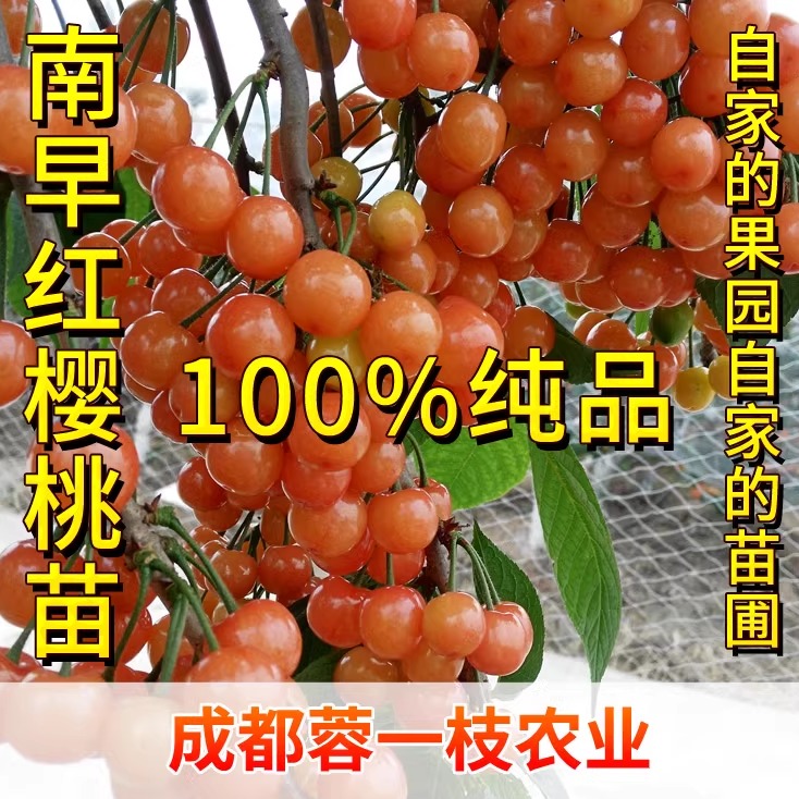 南早红樱桃苗成熟早丰产樱桃纯甜