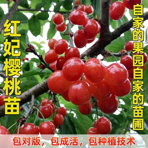 红妃樱桃带土营养杯苗结果苗