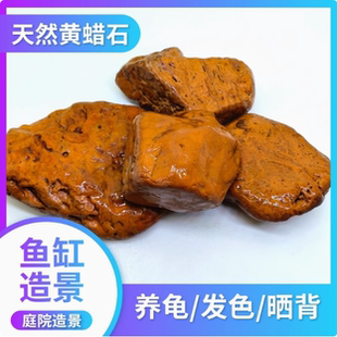 木纹乌龟晒台黄腊石垫脚石龟苗发色乌龟晒背休息天然鱼缸观赏造景