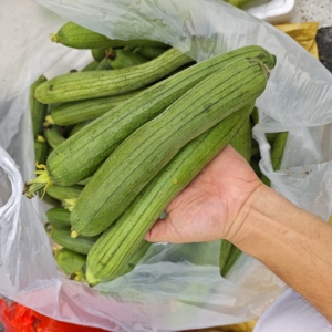 红安特产肉丝瓜3斤农家自种当季丝瓜新鲜肉丝瓜香丝瓜现摘现发