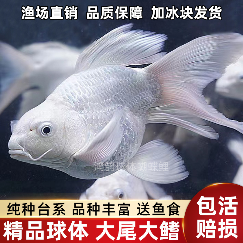 直播专拍 台湾蝴蝶鲤观赏鱼冷水好养 开箱包活 喂食不包 渔场直发