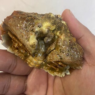 山羊馒头蟹逍遥馒头蟹观赏蟹海水观赏蟹