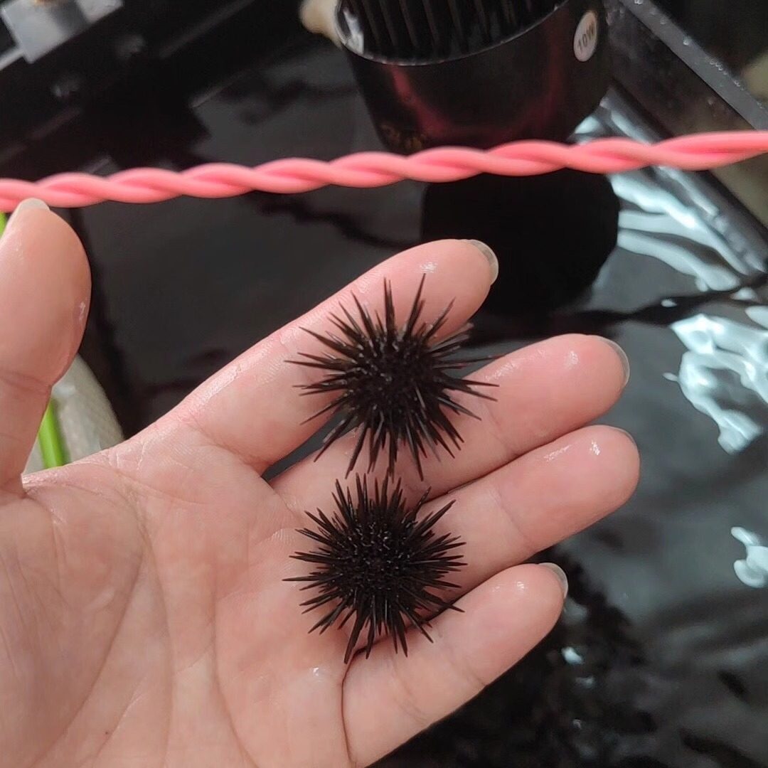 紫刺海胆 迷你小海胆工具海胆海其它水族宠物