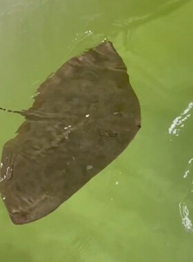 条纹燕魟鱼 条纹燕鳐鱼 海水鱼海洋活体生物