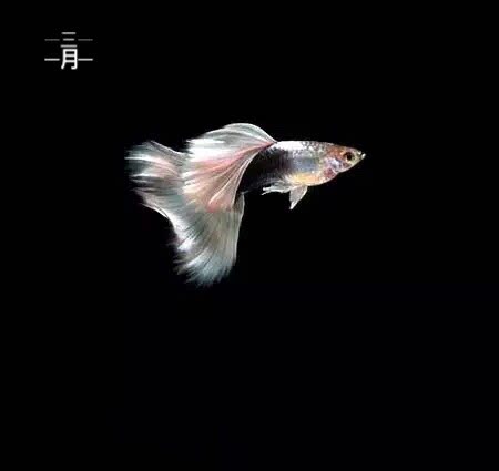 象牙白孔雀魚在類目 寵物/寵物食品及用品, 水族世界, 魚中 - 來自Buy2taobao.com提供專業的淘寶代購服務