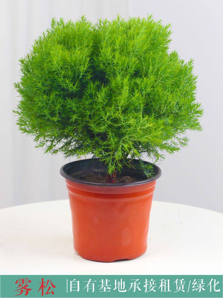 雾松小盆景办公室客厅四季常青绿植观叶好养植物花卉盆栽净化空气