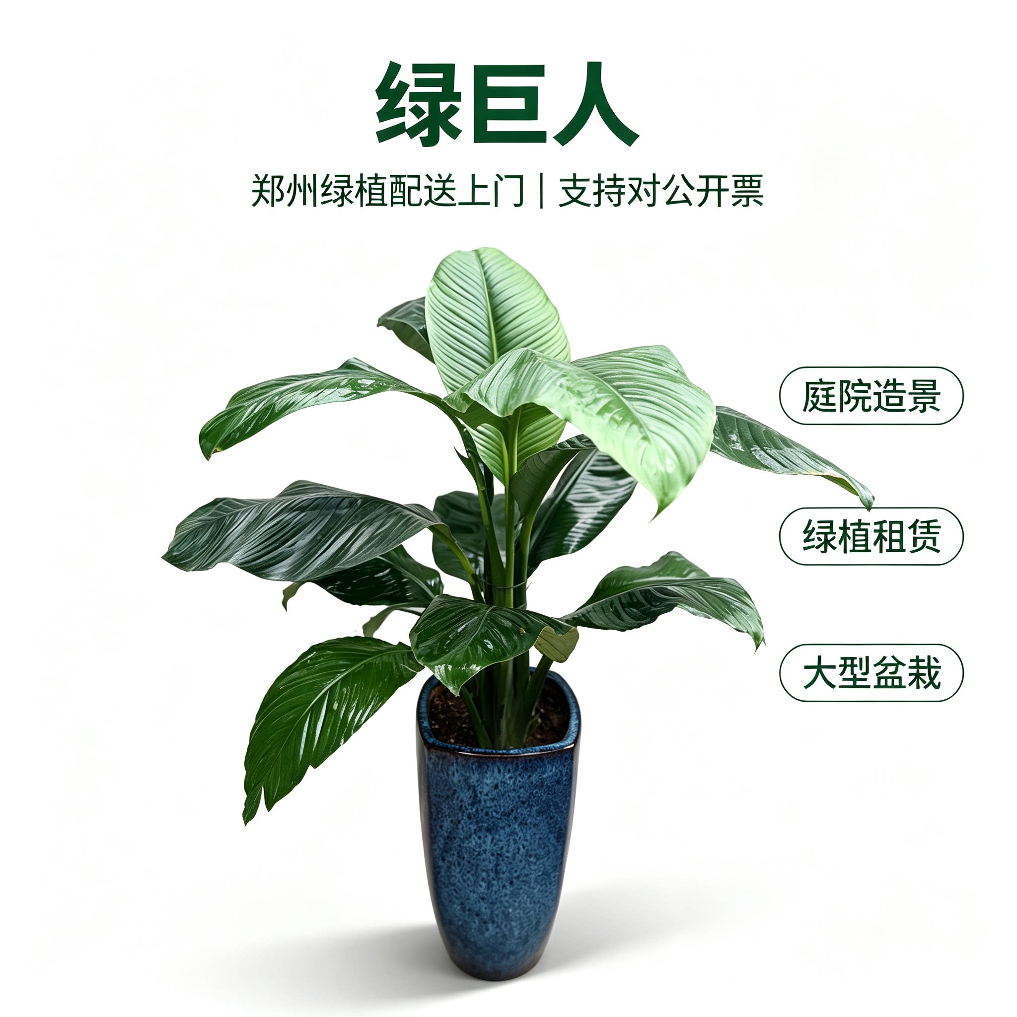 绿巨人盆栽大型室内观叶绿植客厅办公室净化空气郑州耐阴落地植物
