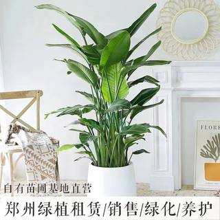 郑州绿植租赁租摆天堂鸟大盆栽客厅室内花卉鹤望兰除甲醛净化空气