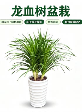龙血树翠兰大型盆栽30天养死换新