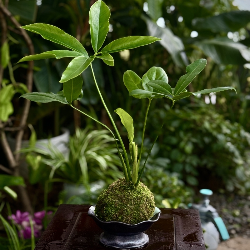蔓绿绒盆栽植物室内绿植