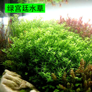 绿宫廷水草 鱼缸造景水草后景水草 宫廷草 活体水草 绿色淡水植物