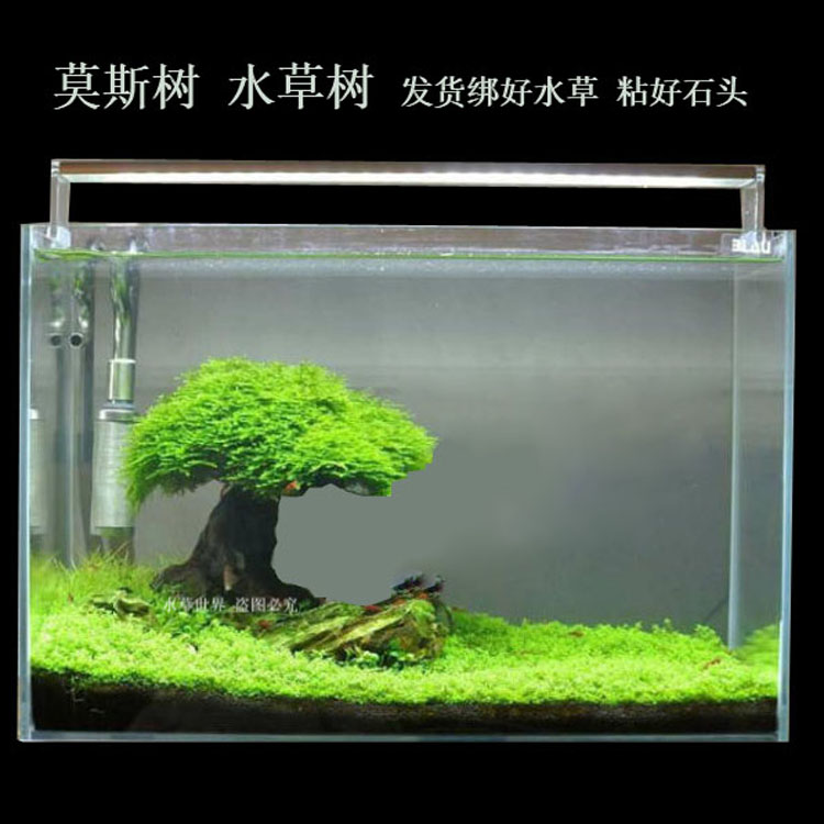 鱼缸莫斯树 沉木树 鱼缸造景水草树 绑好水草 直接沉水造景