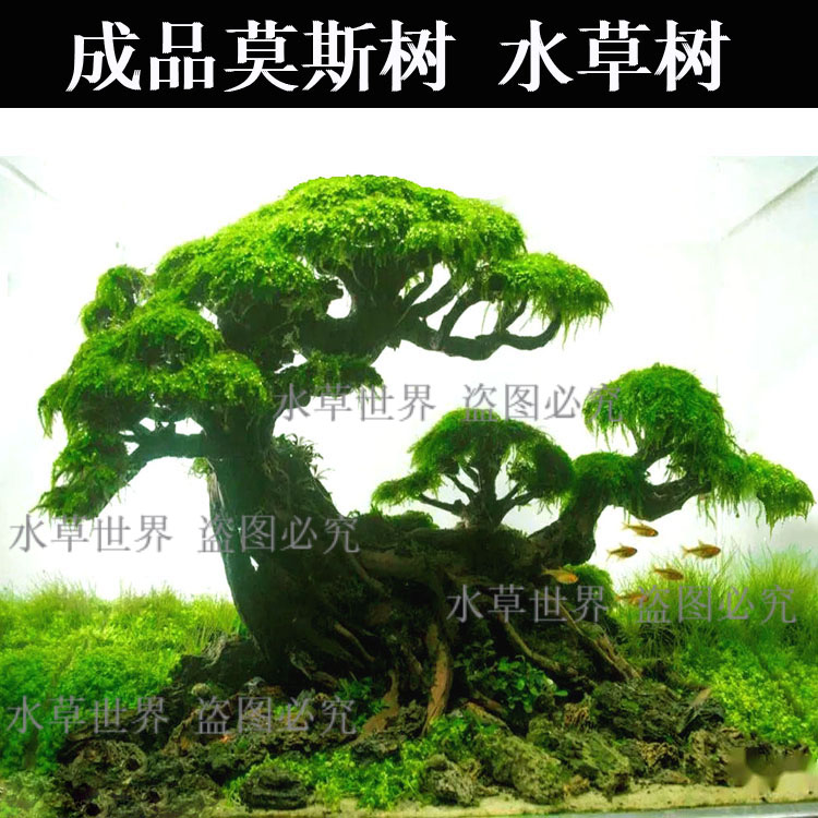 成品莫斯树 鱼缸活体水草树 沉木树 绑好水草 直接造景使用