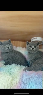 纯种英短蓝猫幼猫长毛蓝猫银渐层金渐层布偶猫幼崽活体宠物猫蓝猫