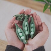 布说 豌豆手工香包DIY材料包香囊玩偶随身车载挂件天然香料送礼