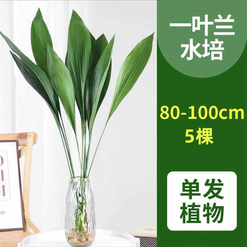 花卉盆栽室内好养一叶兰水培植物图片