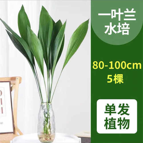 花卉盆栽室内好养一叶兰水培植物