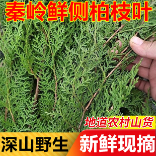 秦岭新鲜侧柏叶野生现采扁柏发乌洗头中草材纯叶枝酒泡水烟熏腊肉