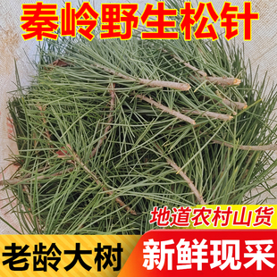 松针茶带枝新鲜马尾松树中草药材叶油松秦岭深山野生泡水泡茶养生