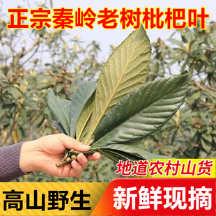 秦岭野生叶新鲜琵琶叶泡茶水枇杷水果老树叶当天现摘天然草中药材