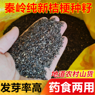 新产桔梗种子中药材草种植可食用桔梗种子狗宝咸菜种子包发芽药用