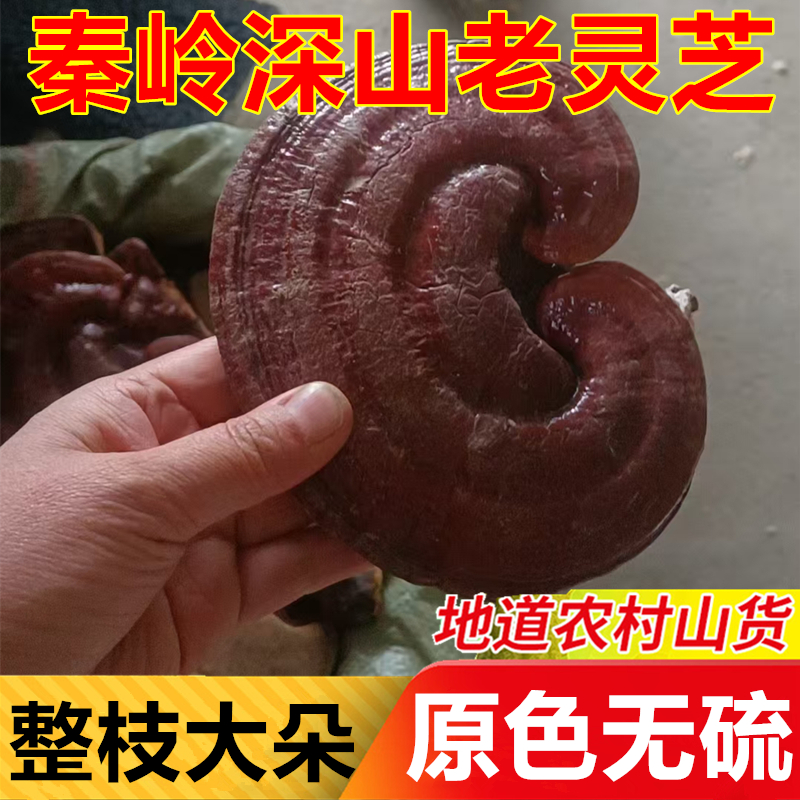 秦岭深山灵芝正品人工种植椴木柄养生茶非野生整朵泡酒料外用养发
