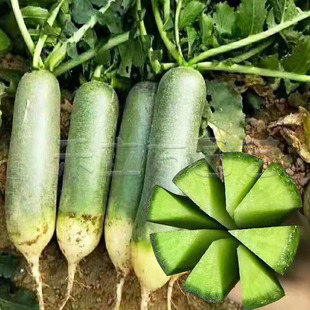 潍县水果萝卜种子脆甜青萝卜籽绿皮天津沙窝水果萝卜秋冬季菜种籽