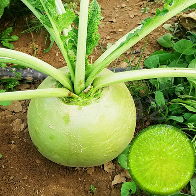 蔬菜水果圆形萝卜阳台盆栽种子