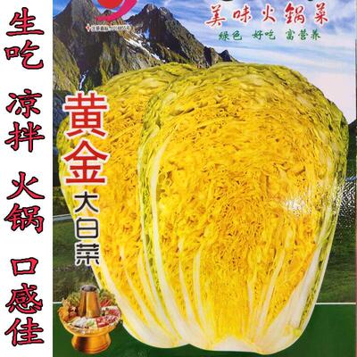黄金大白菜种子黄芽菜黄心大白菜