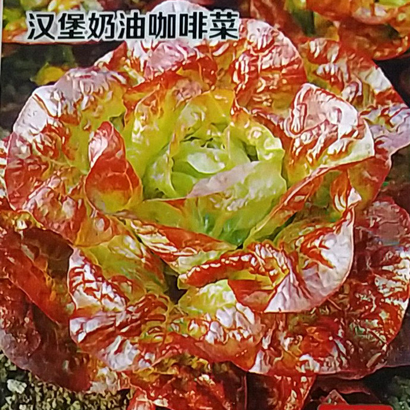 汉堡奶油咖啡菜生菜种子紫红叶菜籽耐热四季春秋季耐寒保健蔬菜种