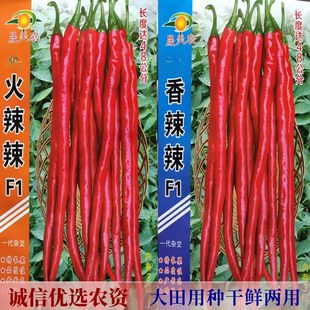 春夏秋大田基地种植蔬菜籽一代杂交特长果火辣辣椒种子线椒特高产