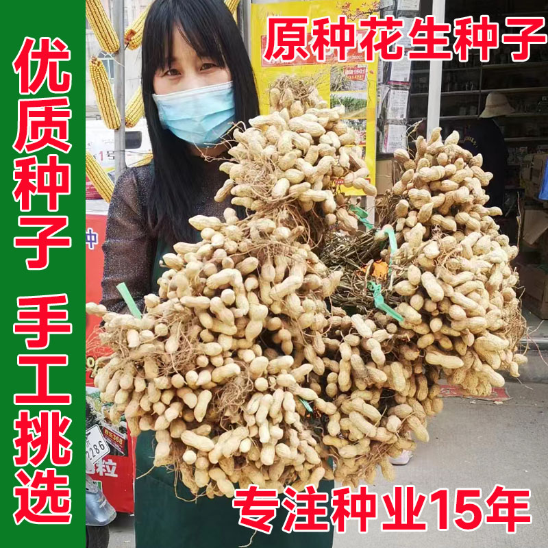 高油酸花生种子带壳山东花生原种鲁花丰花日本果薄皮高产大田种籽