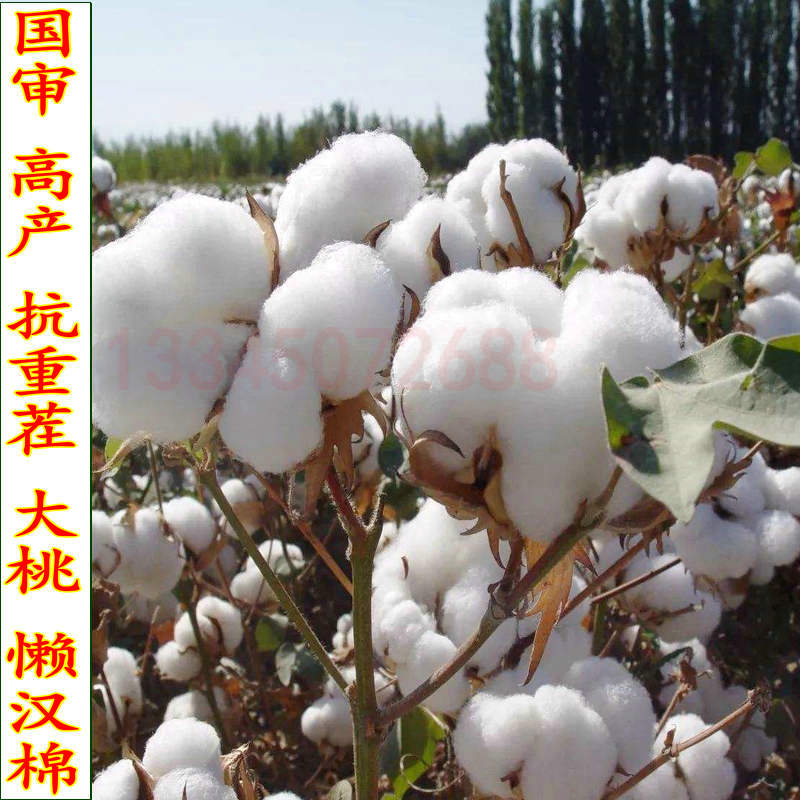 国审高产抗虫棉花种子抗重茬新疆