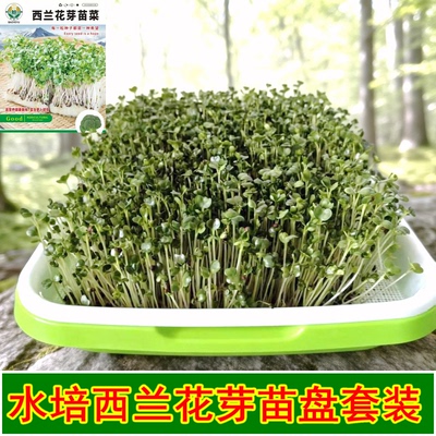 四季无土芽苗盘种植西兰花芽苗菜种子青花椰菜籽水培套装西蓝花孑