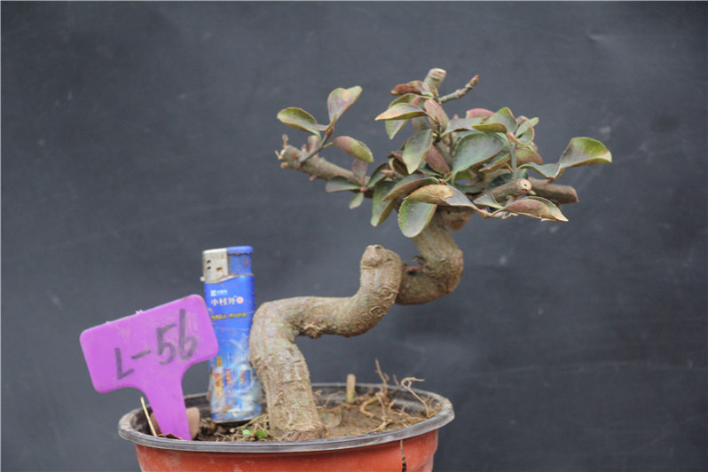 卫矛冬青价格 卫矛冬青图片 星期三